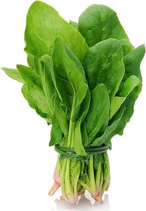 Bula Plant House palak seeds for planting/palak seeds 800 Seed