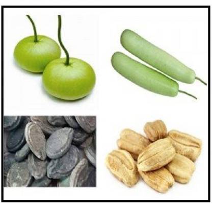CYBEXIS GUA-15 - Round Gourd and Bottle Gourd - (100 Seeds) Seed