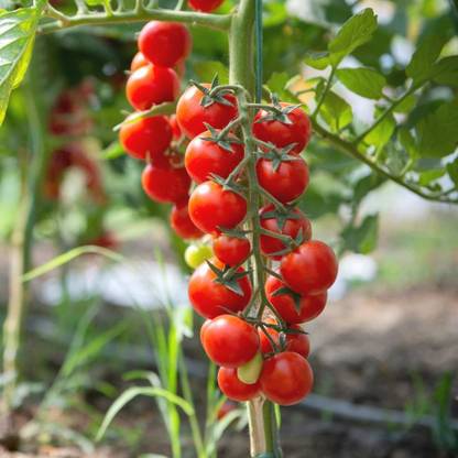 Urban Turtle All Seasons Tiny Tim Cherry Tomato Organic Seed