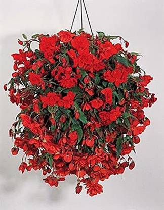 VibeX GBPUT-10 - Begonia Orange Annual - (90 Seeds) Seed