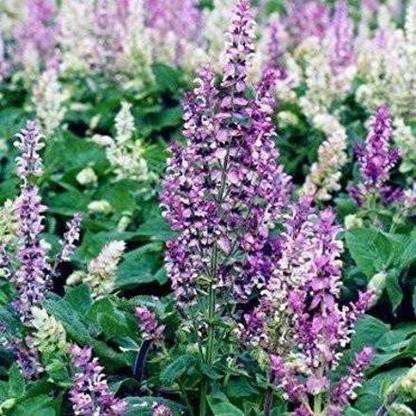 VibeX XLL-52 - Clary Sage (Salvia sclarea) - (450 Seeds) Seed