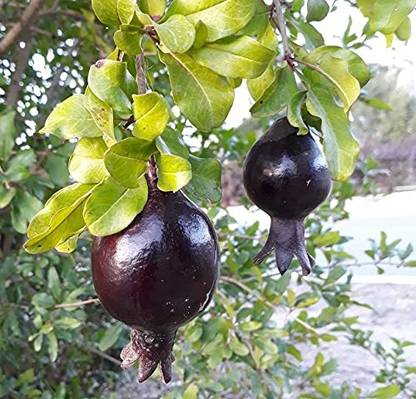 Qualtivate GUA-92 Black Pomegranate Exotic Fruit Seeds Seed