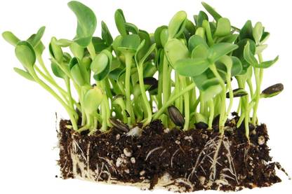 KNESSiN Non-GMO Black Oil Sunflower Microgreens and Sprouting (Shell On)-{800 Seeds} Seed