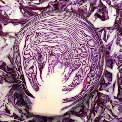 MYLAWN Mammoth Red Rock Cabbage Seed