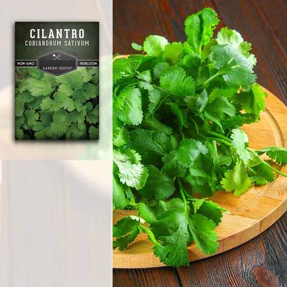 VibeX ® VMR-134 Calypso Cilantro Seeds Seed