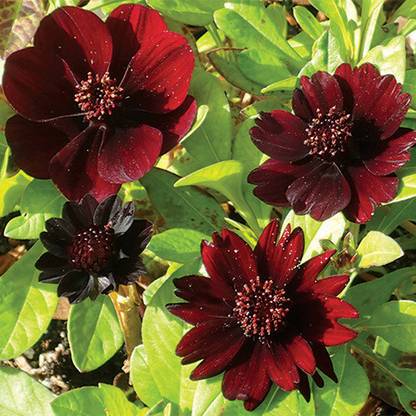 ZIXA COSMOS ATROSANGUINEUS Seed
