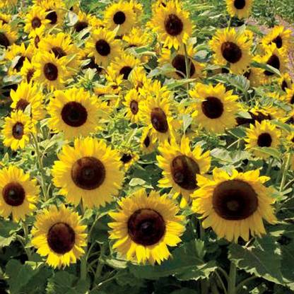 Quentova SUNSPOT DWARF Sunflower Surajmukhi-VNT-5E Seed