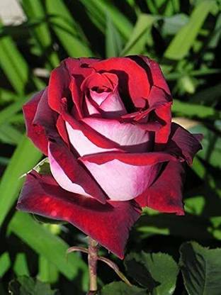 NooElec Seeds India Red & White Osiria Ruby Rose Flower 20 Seed