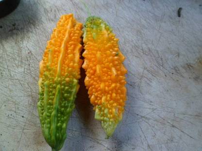 VibeX ® RXI-70 Karela Indian Bitter Gourd Seed