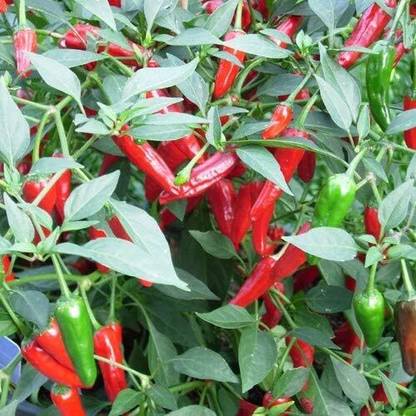 KNESSiN Apache Red Chilli Pepper Seed
