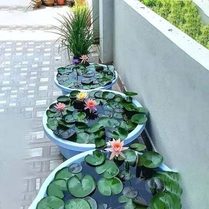 jkfarm Lotus, Kamal Flower Seed