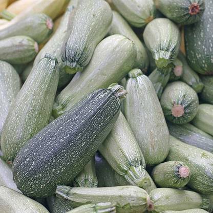 VibeX GUA-83 - Grey Zucchini Summer Squash - (225 Seeds) Seed