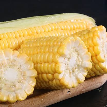 CEZIUS ORGANIC Corn Seeds Makka (मक्का के बीज) Seed
