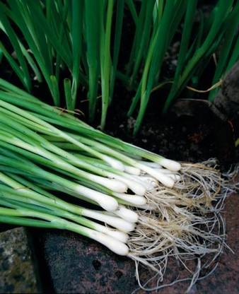 Mozette Organic bunching onion Seed