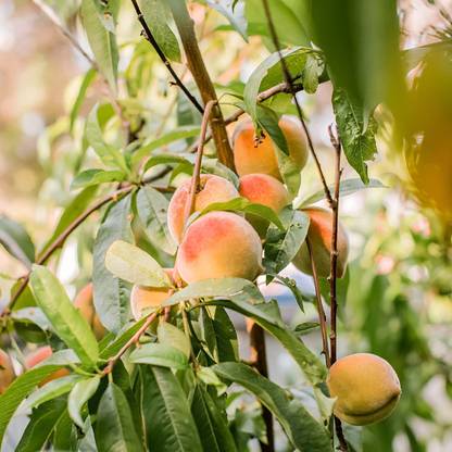 KANAYA Peach Aadu Fruit Seed