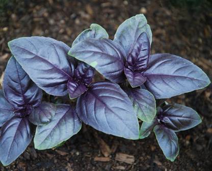 ONUS Ocimum basilicum - Amethyst Improved Basil Seed
