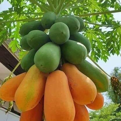 PMA papaya seed, PAPA, POPYTA Seed