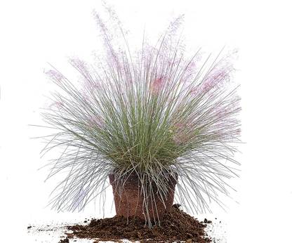 CYBEXIS Pink Muhly Cotton Candy Grass Seeds700 Seeds Seed