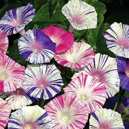 CYBEXIS XLL-1 - Morning Glory Harlequin - Flower Mix - (100 Seeds) Seed