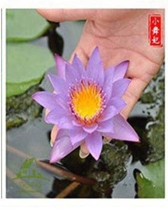 CYBEXIS XLL-35 - Lotus Flower White / Pink - (30 Seeds) Seed