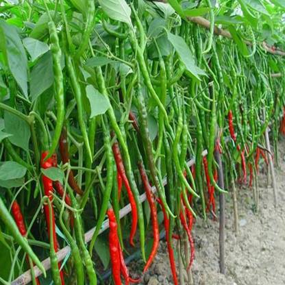 Aywal Green Chilli Indian हरी मिर्च Seed