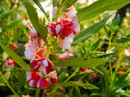 Lorvox Balsam Seeds Double mix Seed