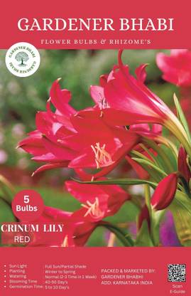 Gardener Bhabi Crinum Lily Red Summer Flower Bulbs Seed