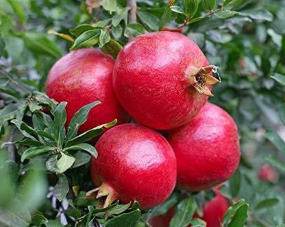 VibeX GUA-32 - High Yielding Pomegranate (Punica granatum) - (90 Seeds) Seed