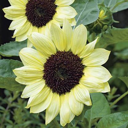 M-Tech Gardens Rare Hybrid Sunflower " Valentine " Exotic 30 Seed