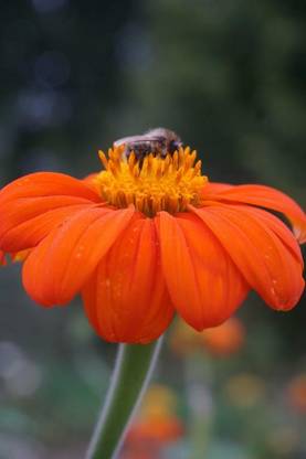 MWHY Tithonia rotundifolia, 'Torch'Mexican Sunflower Seed