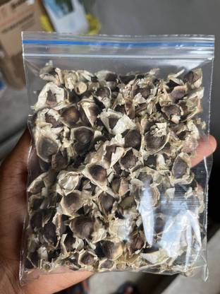 Pbevergreen Moringa Drumstick Plant Seed
