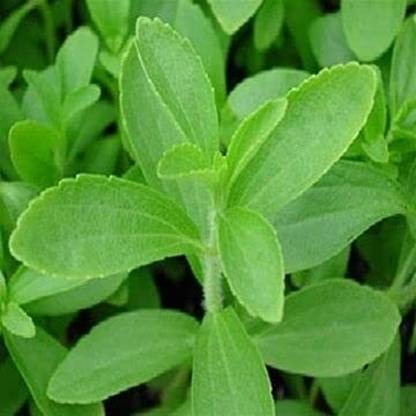 TRICONE Stevia Seeds Stevia Sweet Leaves Candy Leaf Seeds Herb Seeds 50 Beej QW13 Seed