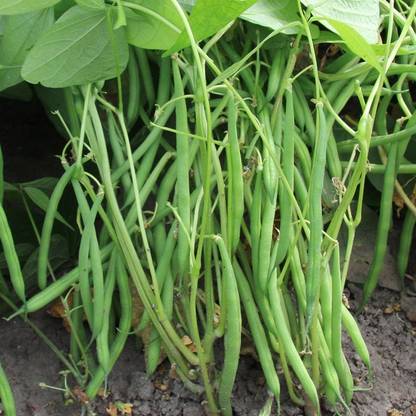 SEMPA French Bean Faraday Seed