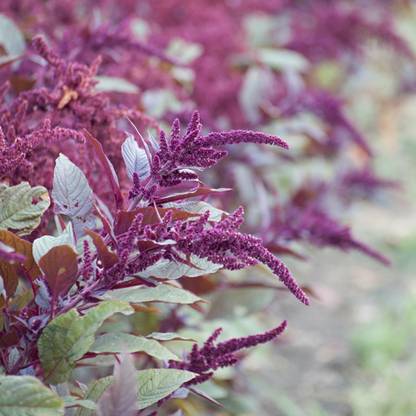SREE Red Amaranth Spinach,Lal Shak ,Hybird Seed