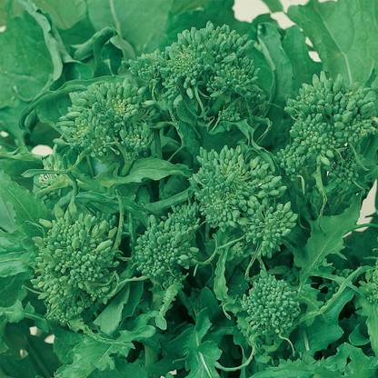 Biosnyg Broccoli Raab Seeds - Spring Rapini -[250 Seeds] Seed