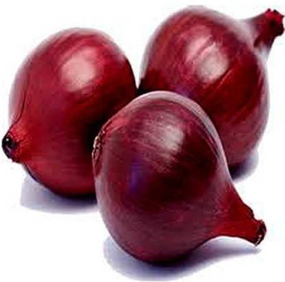 WILLVINE LX-1186 Onion Red F1 Hybrid Seeds-1500 Seeds Seed