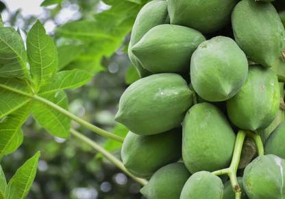 Arshiayat Papaya Seed