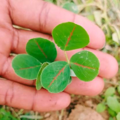 Apurba Agriculture Clover, Red clover seed, Clover plant seed 1pack Seed