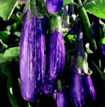 UGRA Fairytale Eggplant Seeds Seed