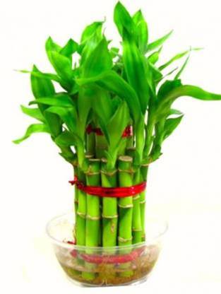 Hybrid Galaxy Bamboo Seed ( 310 Seeds ) Seed