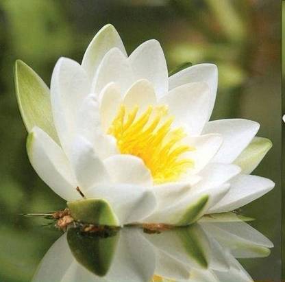 CYBEXIS XLR-57 - Finest Viable Aquatic Water Lily/Lotus - (90 Seeds) Seed