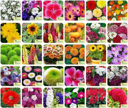 Agnico Agnico 30 Varieties of Flower 1975+ Seeds For Your Garden Beautiful Bloom High Germination Seeds with Instruction Manual Seed