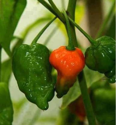 BDSresolve Naga chilli seeds Seed