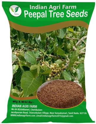 IAgriFarm Peepal Tree Seed/Ficus Religiosa/Arasamaram Tree/Sacred Tree Approx 80000 seeds Seed