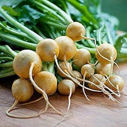 SIDDHI VINAYAK GALLERY Imported Turnip Golden Balls F1 Hybrid Seeds For Your Garden / Seed