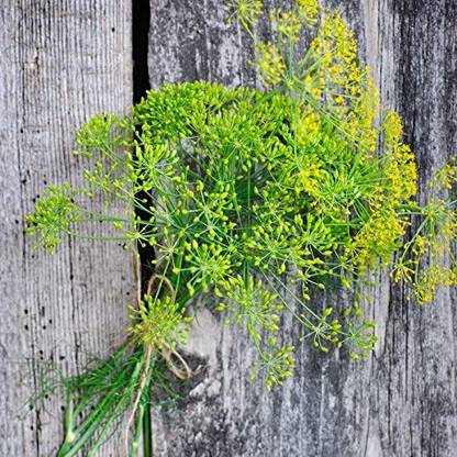 CYBEXIS PUAS-94 - Dill for Planting - (250 Seeds) Seed