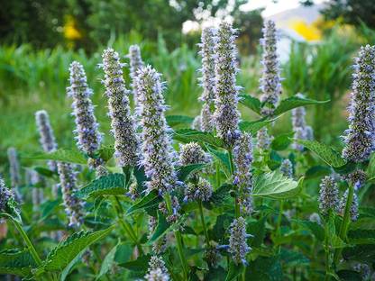 VibeX XLL-52 - Korean Licorice Mint (Agastache Rugosa) - (450 Seeds) Seed