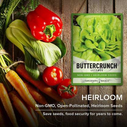 VibeX TLX-41 - Butterhead Boston Bibb Buttercrunch Lettuce - (450 Seeds) Seed