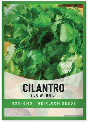 Biosnyg Coriander/Cilantro Slow Bolt Seed