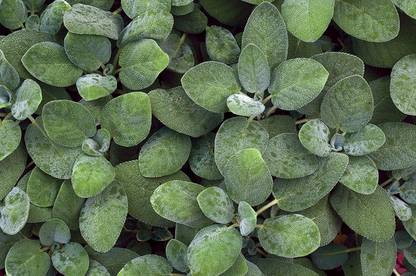 CYBEXIS NDIR-17 - Sage - (150 Seeds) Seed